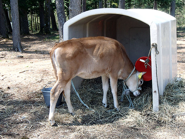つぶらな瞳の子牛
